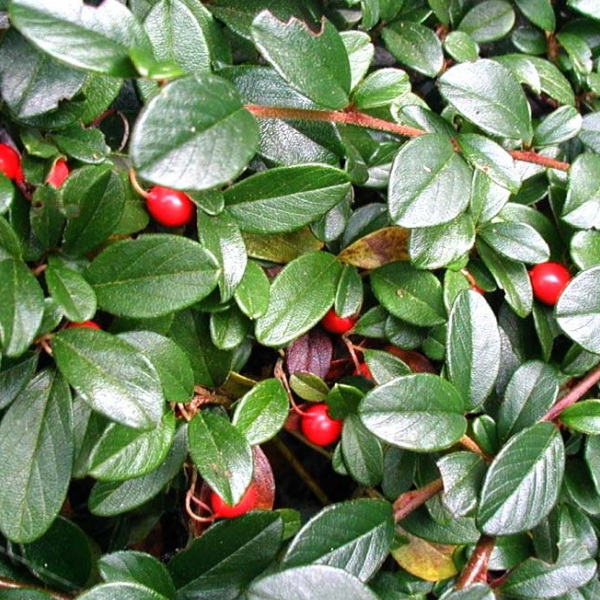 Кизильник даммера Майор P14, 20-30см 