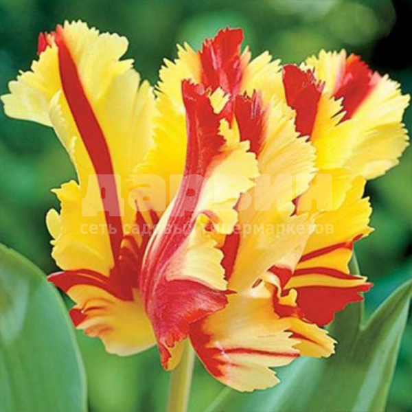 Луковица тюльпан Флеминг Пэррот 11/12, 5 шт/уп 