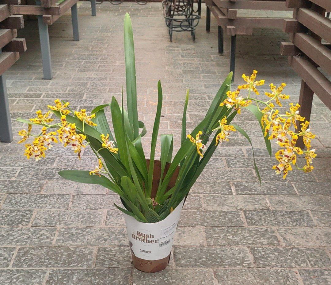 Камбрия микс 2ст d12 h75 