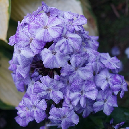 Флокс метельчатый Фрекл Блю Шейдес С2 ЦО 