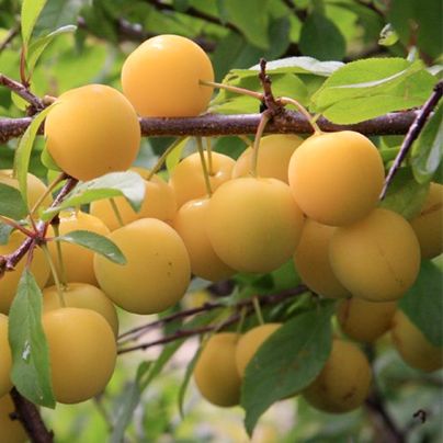 Слива Ренклод колхозный v5 100-140 Lav 