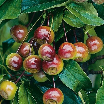 Яблоня Ван Эселтин с2, 100-150см 