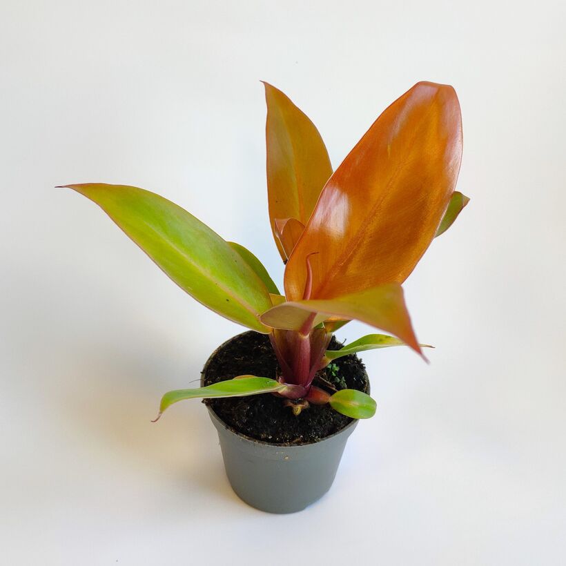 Филодендрон Принц Оранж d11 Tim 