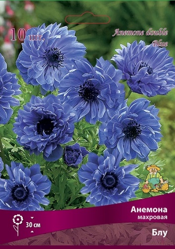 Клубень Анемона махровая Блу 5/6 10шт Поиск 