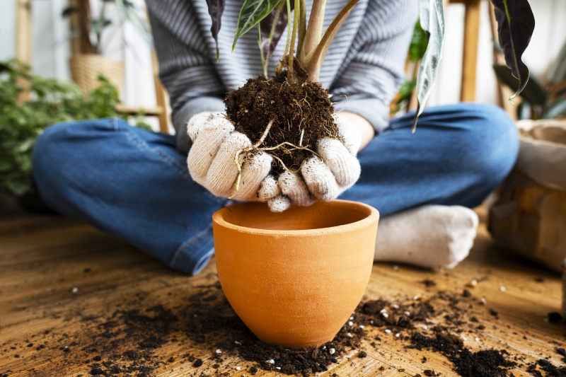 Как понять, что комнатные цветы пора пересаживать?