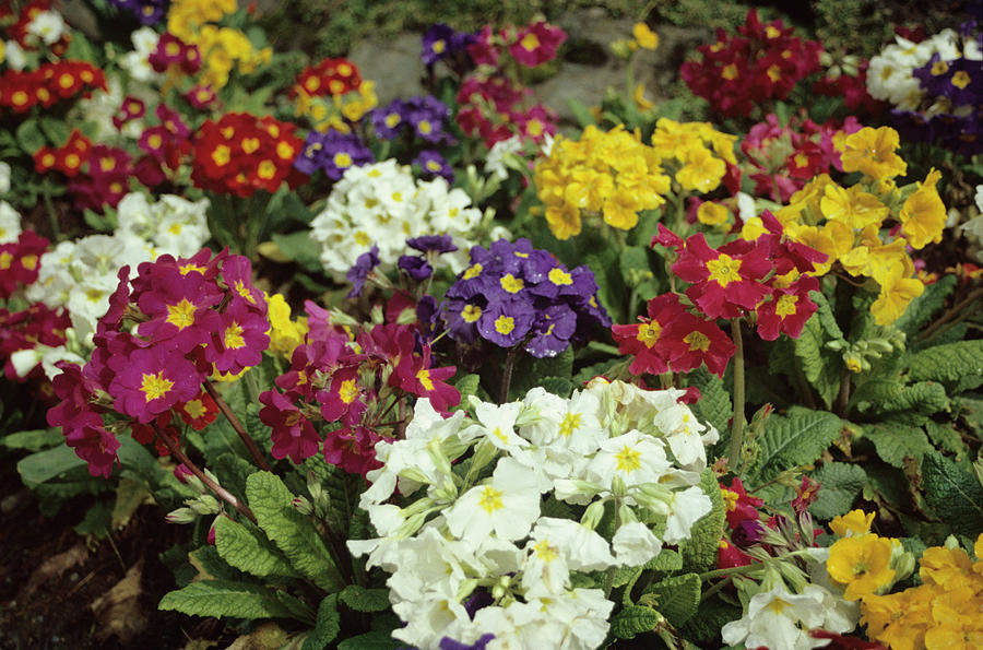 Примула p9 Push 