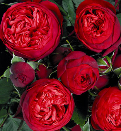 Роза чайно гибридная Ред Пиано в коробке Биосфера 