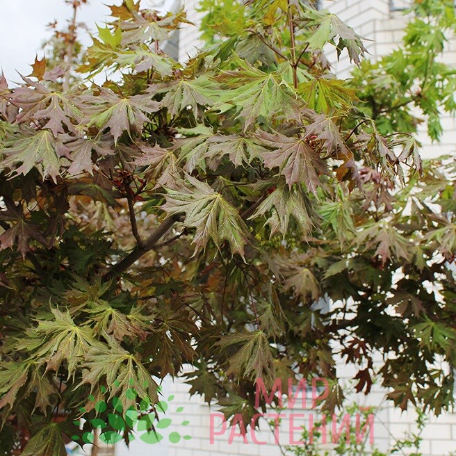 Клен остролистный Чарльз Джоли с18-30 h200-280 