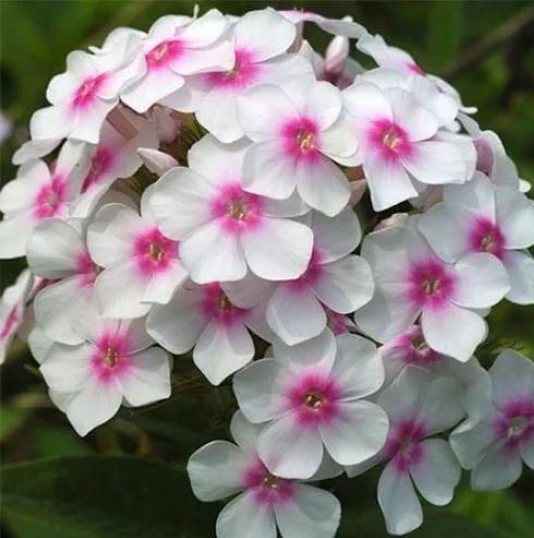 Флокс Европа v2 Tim 