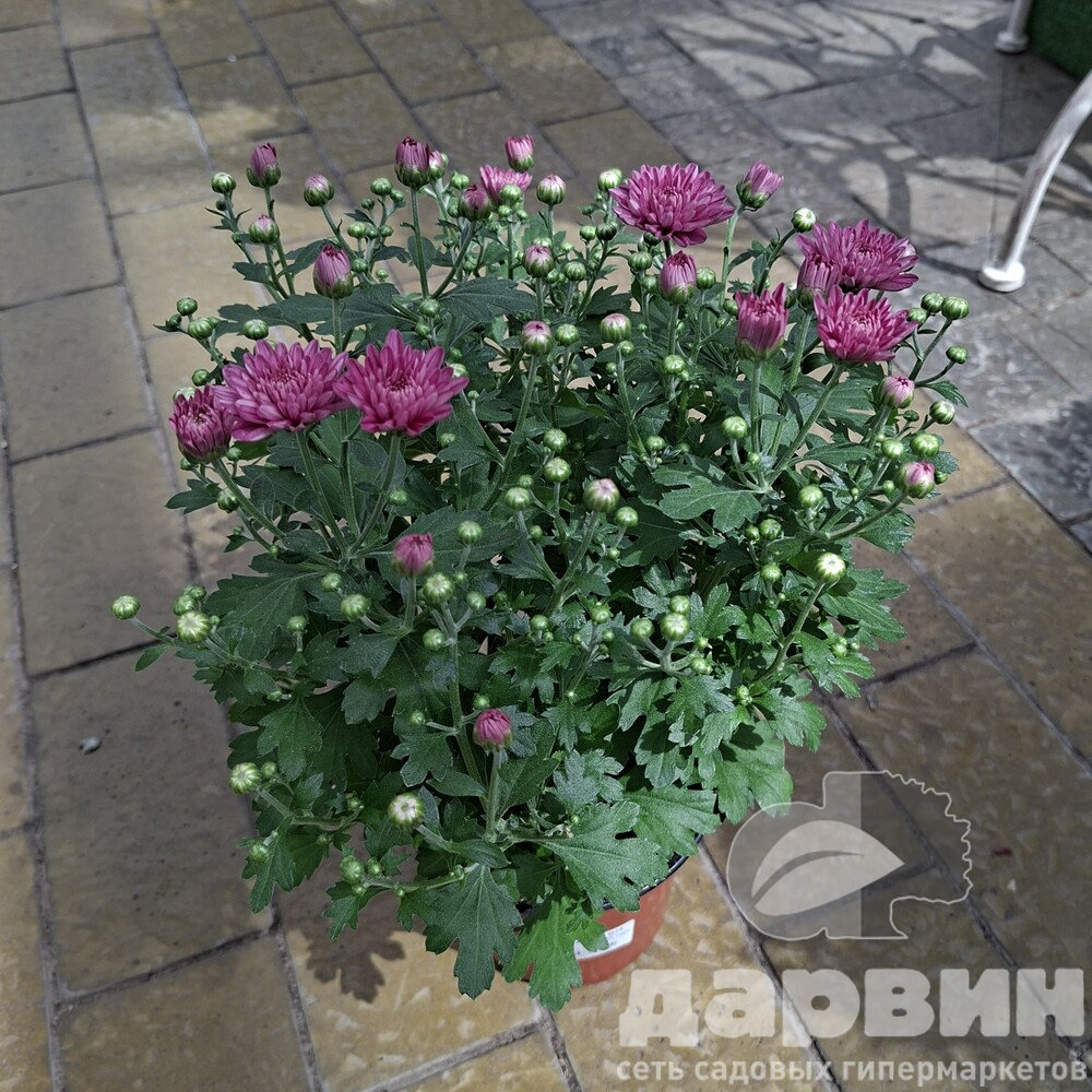 Хризантема в ассортименте d13 ЕГ (8)