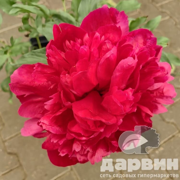 Пион Мэни Хеппи Ретернс v5 Tim 