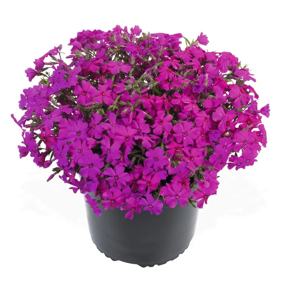 Флокс шиловидный Спринг Хот Пинк d12 Lav 