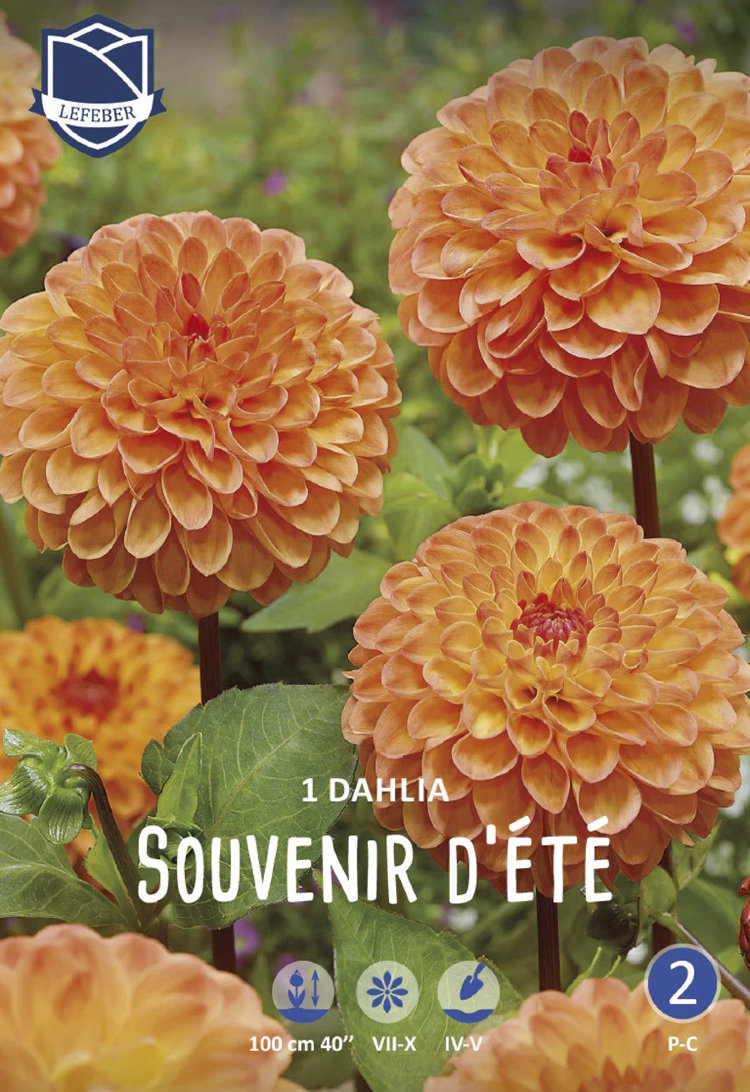 Клубень георгина Сувенир Д"Эт (I) 1 шт/уп 