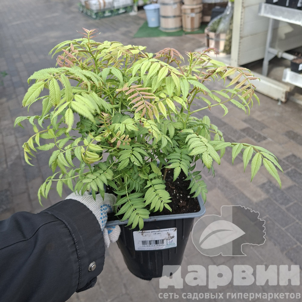 Рябинник рябинолистный Сэм v2 Lav 