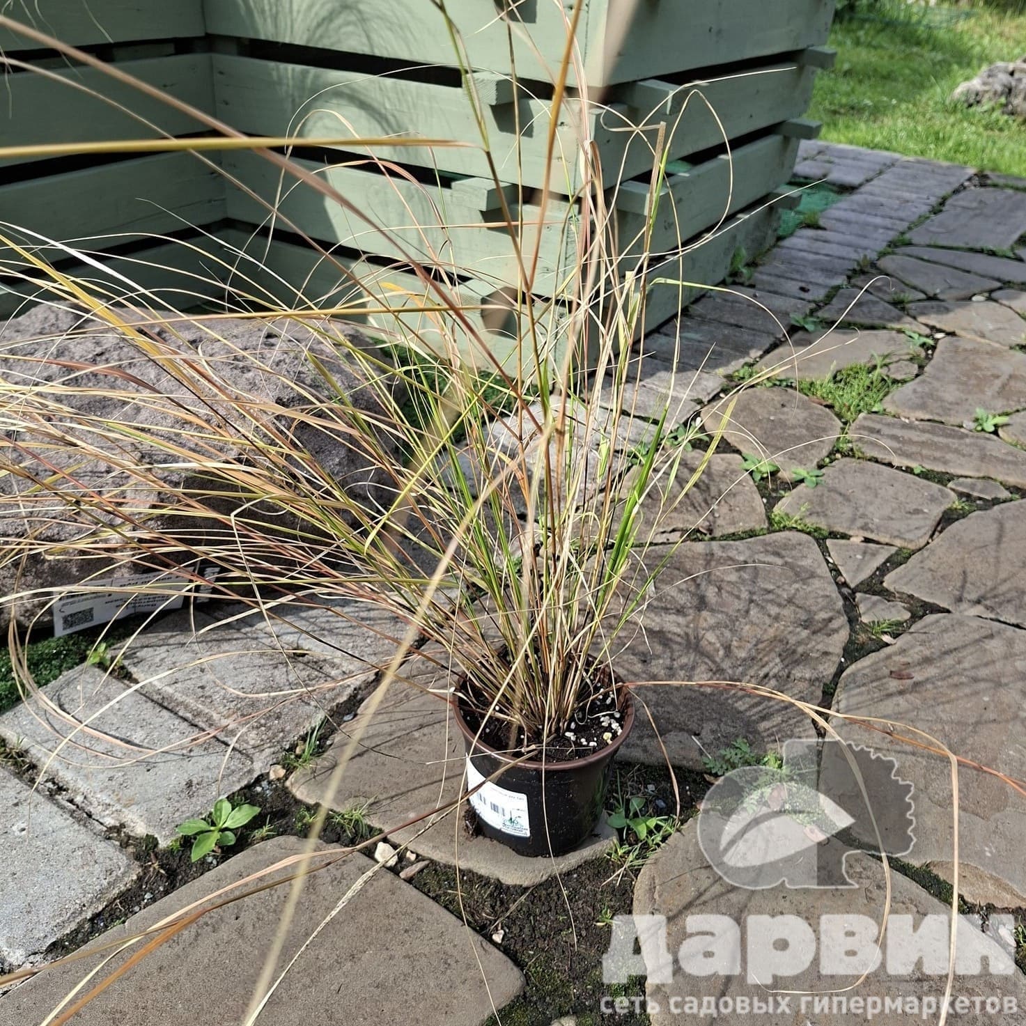 Ковыль тростниковый d12 Tim 