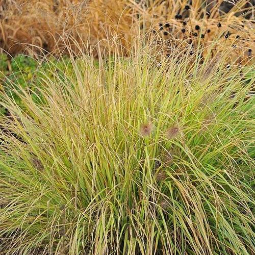 Молиния v3 Push 