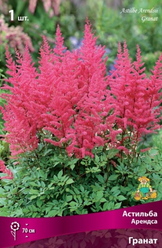 Корневище Астильба Арендса Гранат I 1шт Поиск 