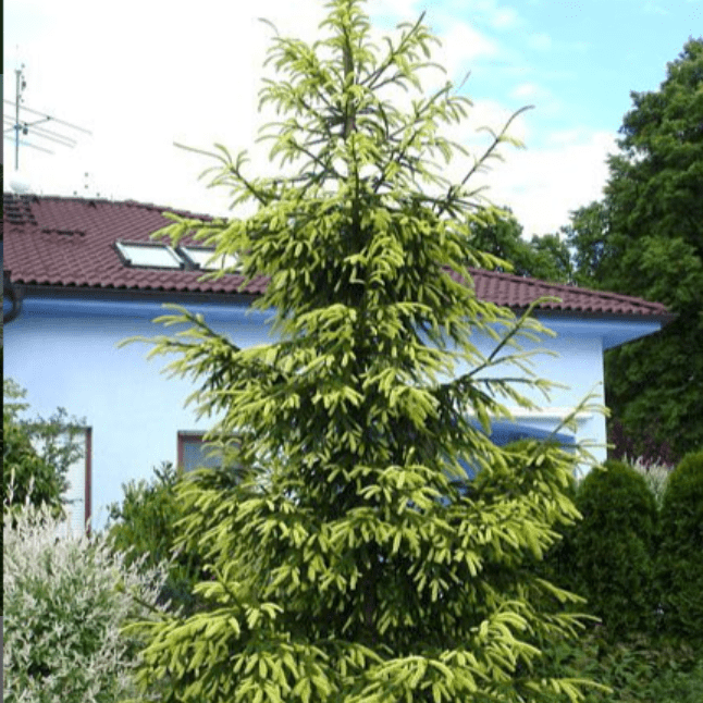 Ель восточная Ауреоспиката v7,5 30-40 Tw 