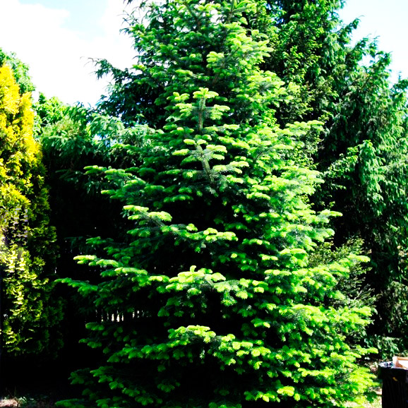 Пихта арнольда Иоан Павел Второй v5 