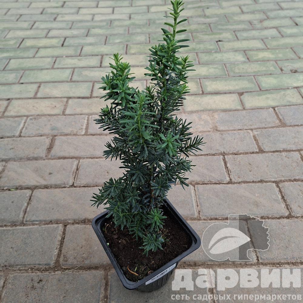 Тисс средний Хилли v2 Lav 