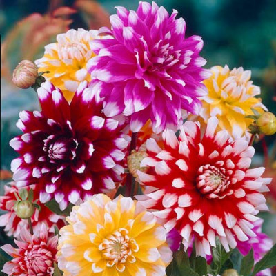 Корневище Георгин  Вайт Топ, 4шт 