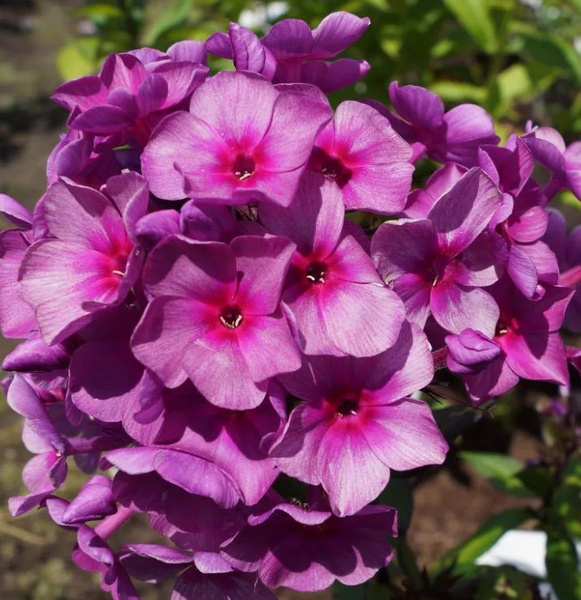 Флокс метельчатый Дымчатое Суфле (С2) ЦО 