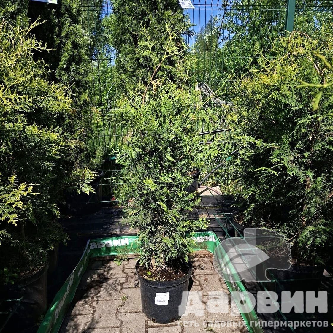 Туя западная Брабант C10, 80-100 YP 