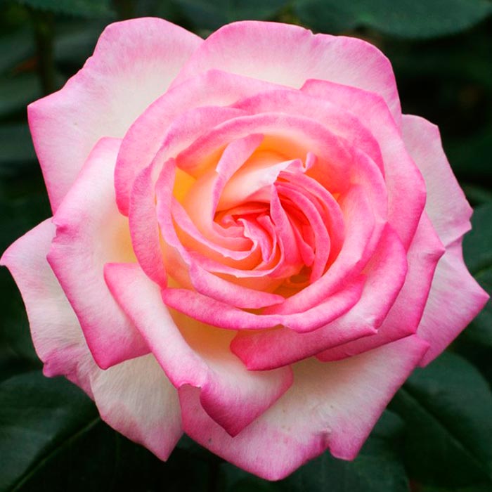 Роза чайно-гибридная Принцесс де Монако в коробке ZP 