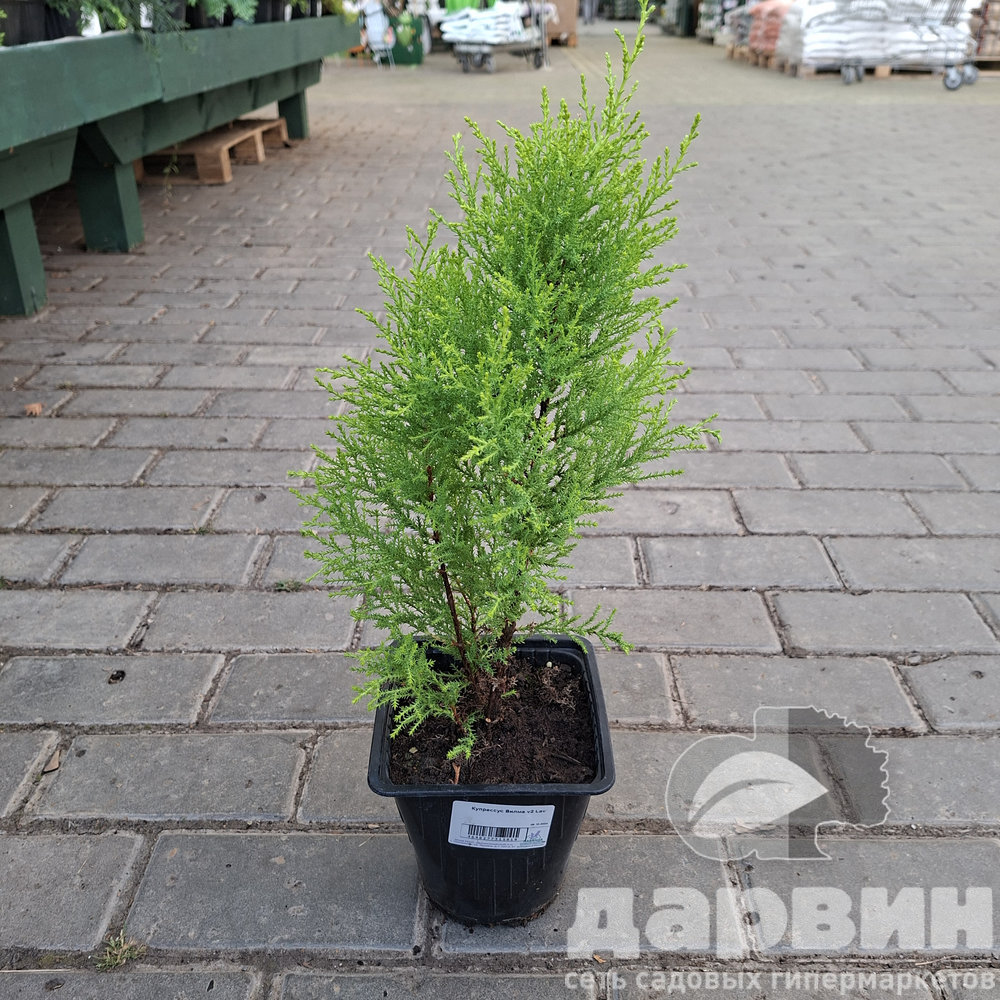 Купрессус Вилма v2 Lav 