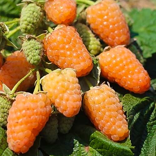 Малина ремонтантная Оранжевое Чудо, оранжевая v1 Tim по цене  Малина ремонтантная Оранжевое Чудо, оранжевая v1 Tim