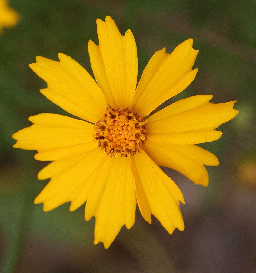 Кореопсис p9 Push 