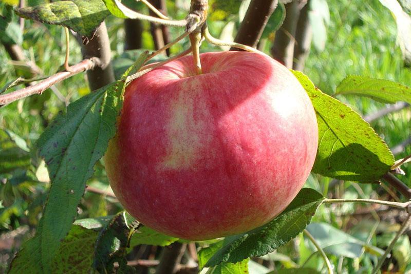 Яблоня Мельба ранн v7 100-140 Tim по цене  Яблоня Мельба ранн v7 100-140 Tim