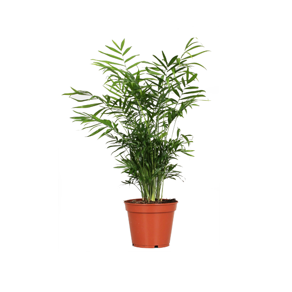 Хамедорея Элеганс d9 h20 