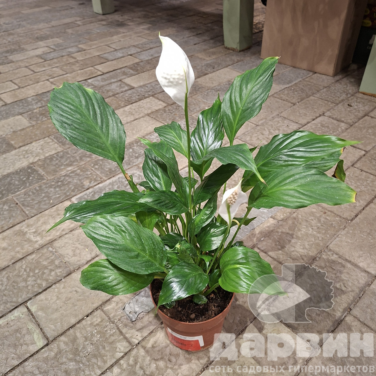 Спатифиллум Свит Рикардо д13 х60 WM