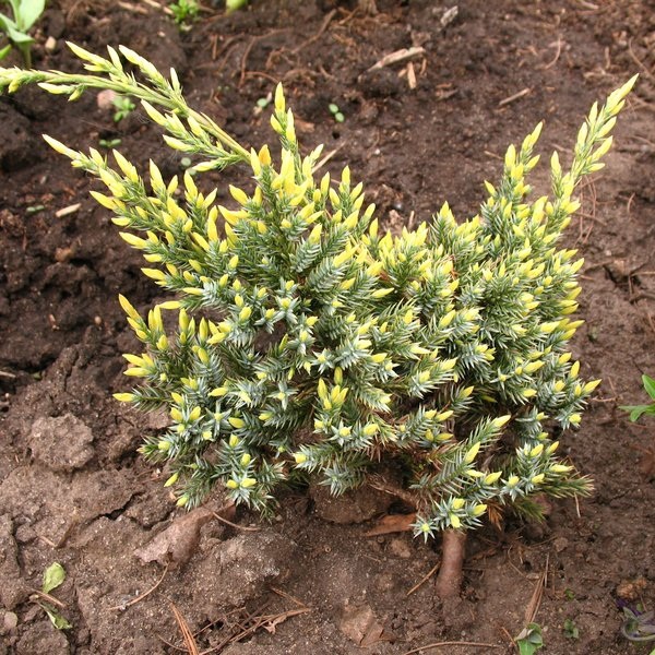 Можжевельник чешуйчатый Helger С3-5 Tim 