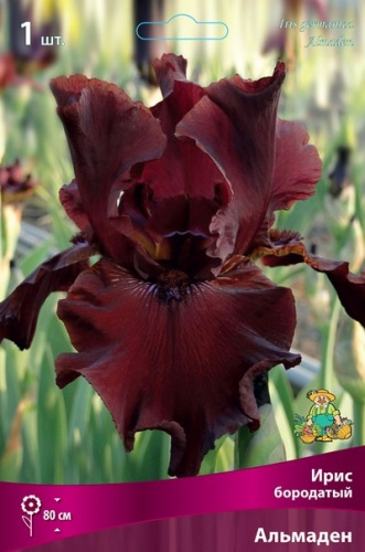 Кореневище Ирис бородатый Альмаден 1шт Поиск 