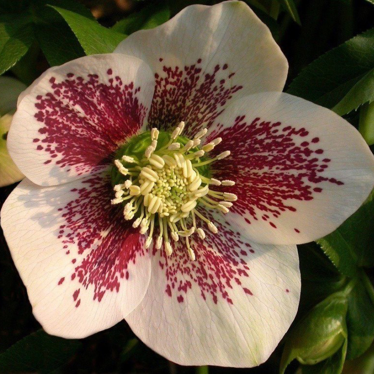 Корневище Морозник Ор Боллен 1шт/уп 