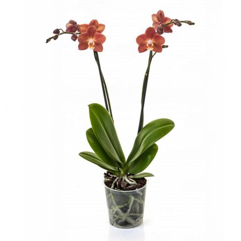 Фаленопсис 2 ст Горизонт d12 h60 