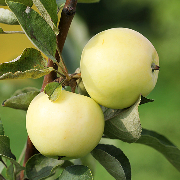 Яблоня Белый Налив ранн v7 100-120 Tim 