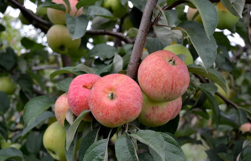 Яблоня Конфетное v5 100-140 Lav 