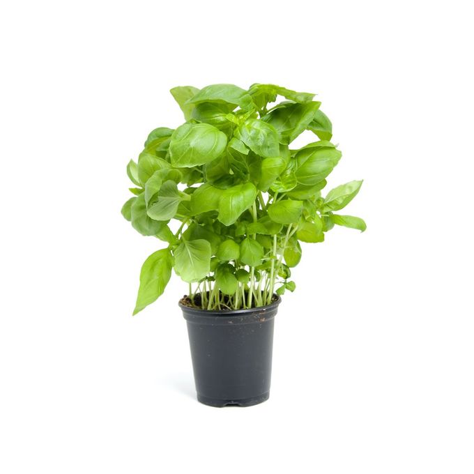 Базилик в асс d11 Bix 