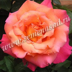 Роза плетистая Клайминг Санрайз в коробке ЦО 