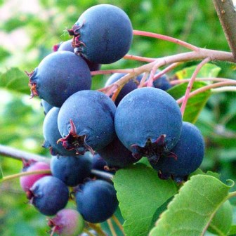 Ирга Смоуки v5 Tim 