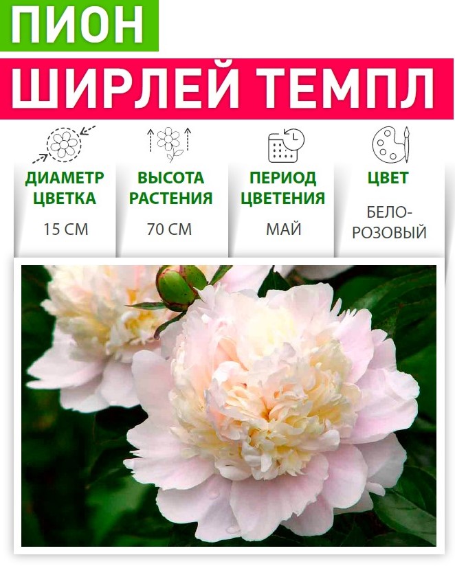 Пион Ширлей Темпл v5 Tim 