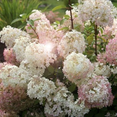 Гортензия метельчатая Бобо v5 h40 