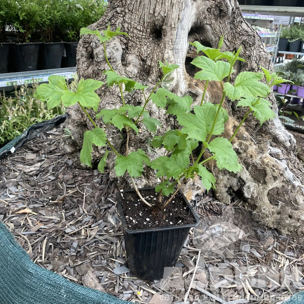 Калина ватермарка