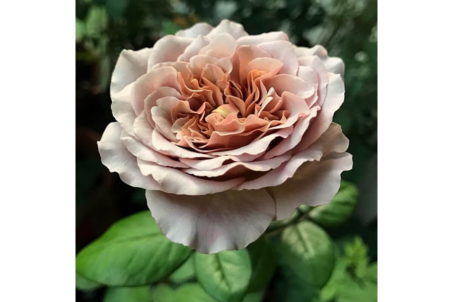 Роза чайно-гибридная Латте v5 Lav 