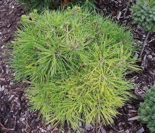 Сосна белокорая Джейн Клюис v7,5 30-40 Tw 