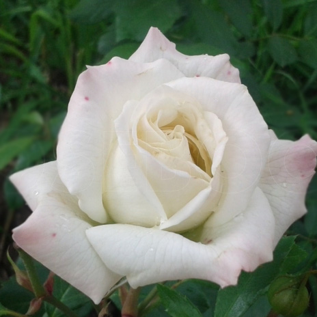 Роза плетистая Аляска v5 Dem 