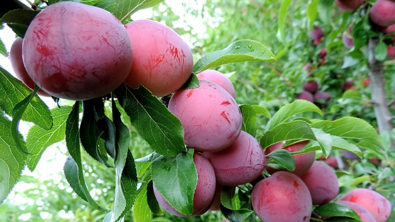 Алыча Клеопатра 80-100 Tim 